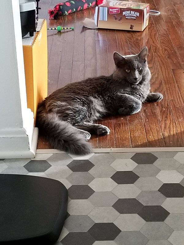 Safe Nebelung in Wadsworth, OH