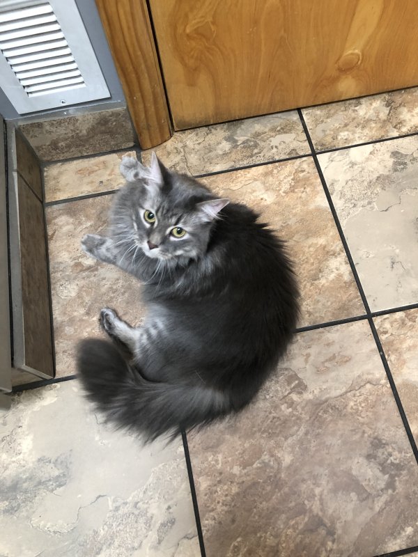 Safe Domestic Long Hair in Hedgesville, WV