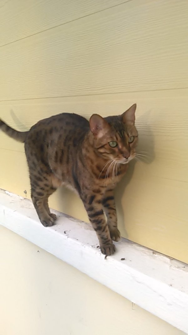 Safe Bengal cat in Hinsdale, IL
