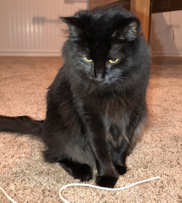 Found Domestic Long Hair Cat In Schwenksville Pa Us 19473