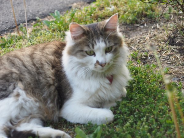 Safe Maine Coon in Philadelphia, PA