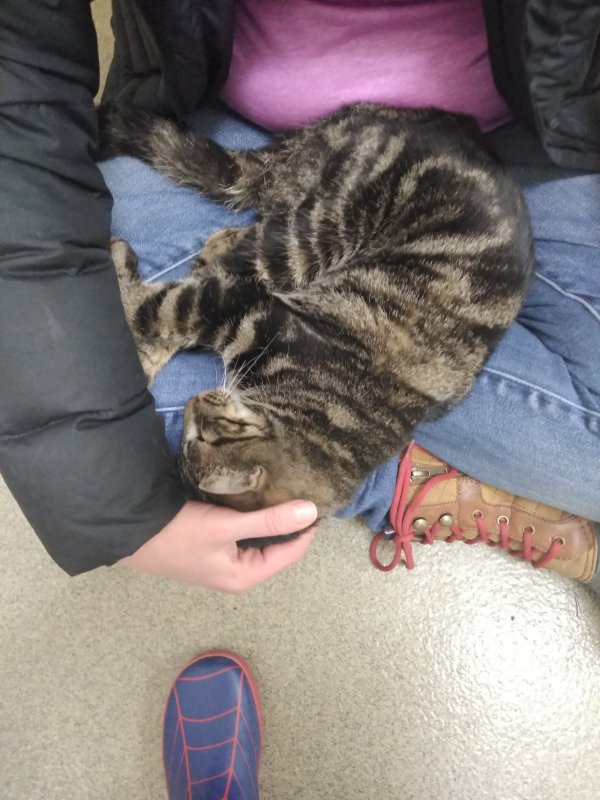 Safe American Shorthair in Lancaster, PA