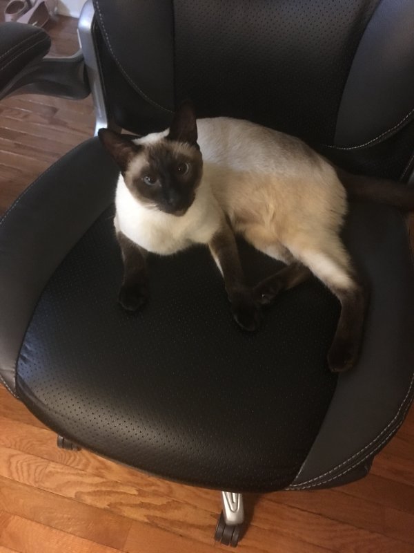Safe Siamese in Hummelstown, PA