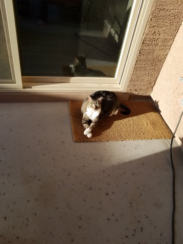 Safe Cat in Gilbert, AZ