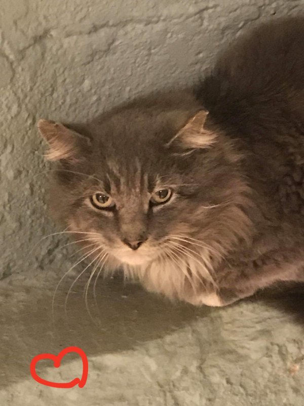 Safe Domestic Long Hair in Stratford, CT