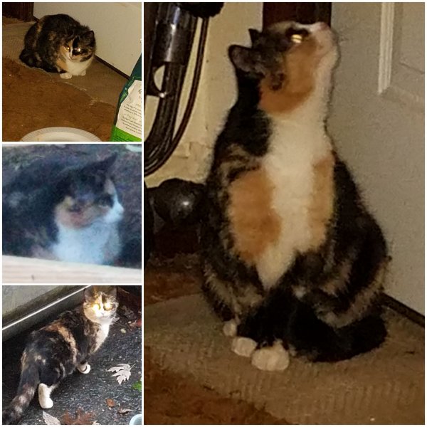 Safe Cat in Fairfax, VA