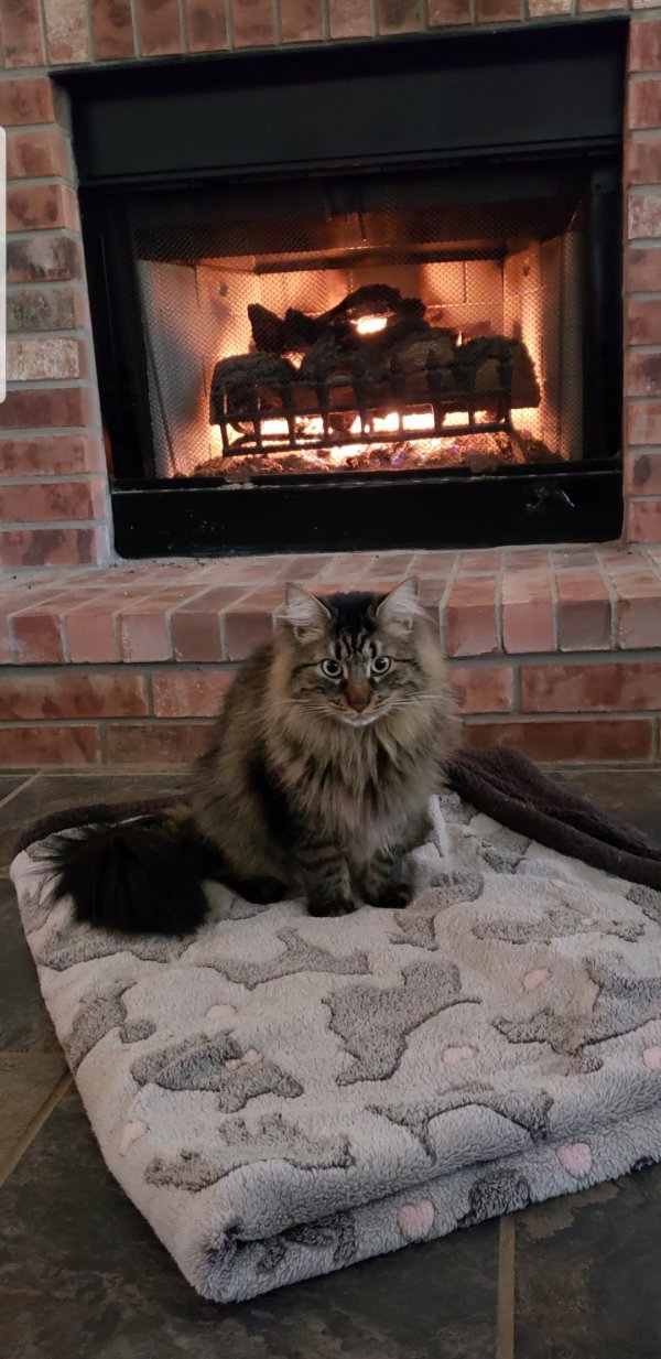 Safe Maine Coon in Helotes, TX