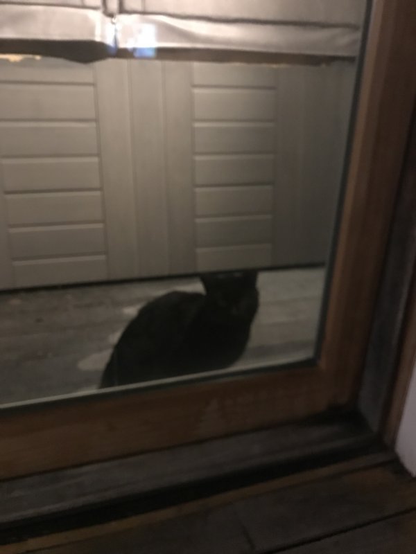 Safe Cat in New Hampton, NH