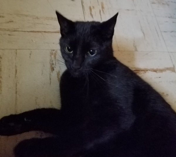 Safe Domestic Short Hair in Rochester, NY