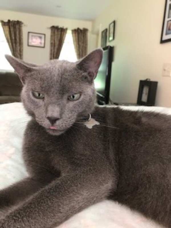 Safe Russian Blue in Plainville, MA