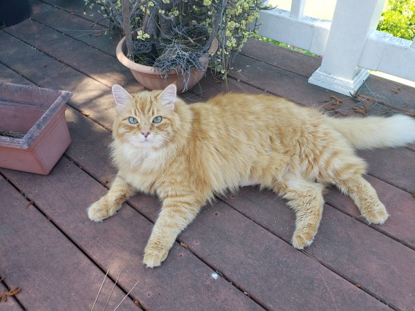 Safe Maine Coon in Lakeside, CA
