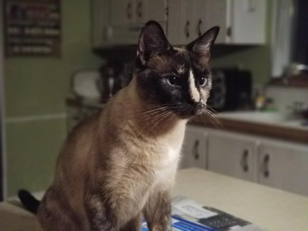 Safe Siamese in Bothell, WA