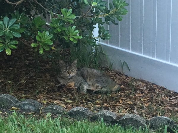 Safe Cat in Fleming Island, FL