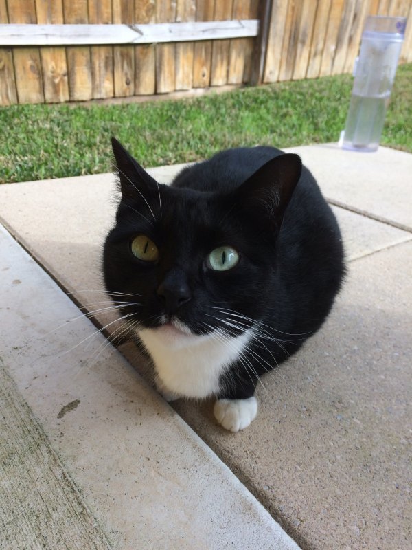 Safe Cat in Tomball, TX