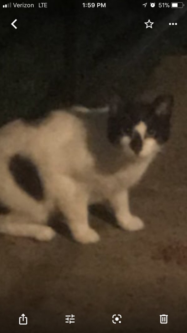 Safe Domestic Short Hair in Manchester Township, NJ