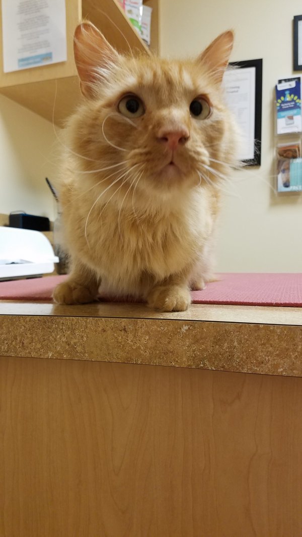 Safe Maine Coon in Delaware, OH