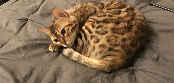 Safe Bengal cat in Happy Valley, OR