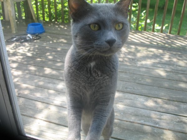 Safe Domestic Short Hair in Saugerties, NY