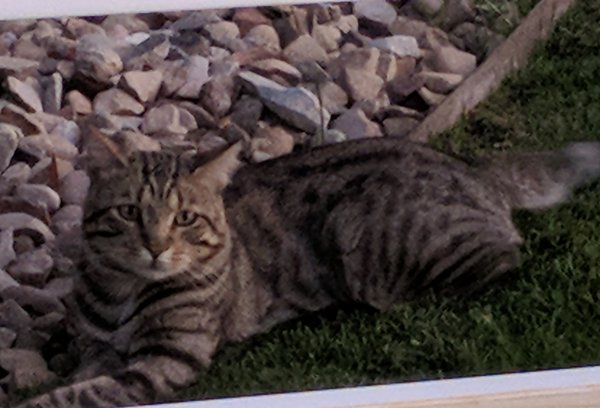 Safe Cat in Salt Lake City, UT