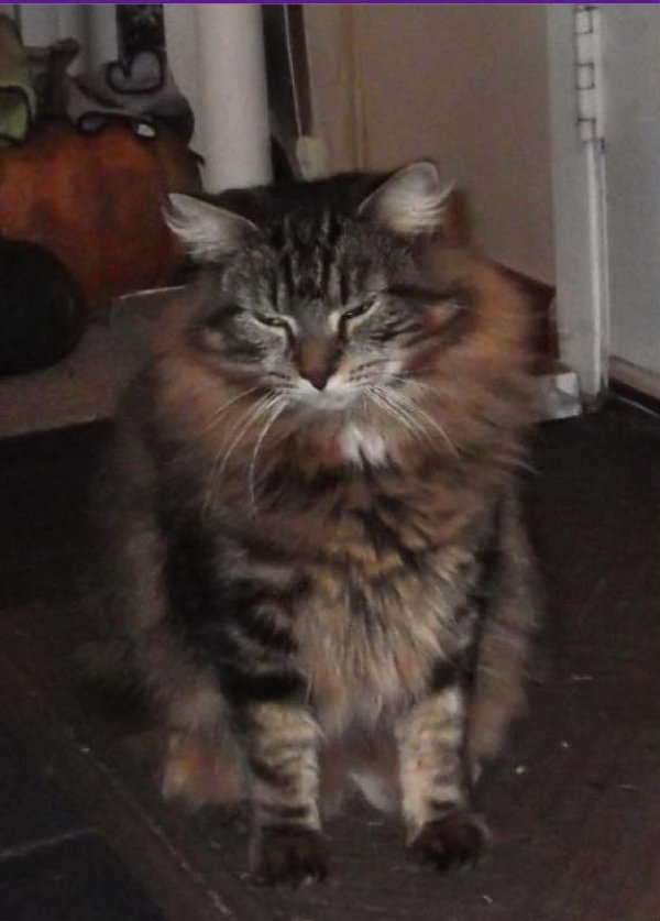 Safe Maine Coon in Holliston, MA