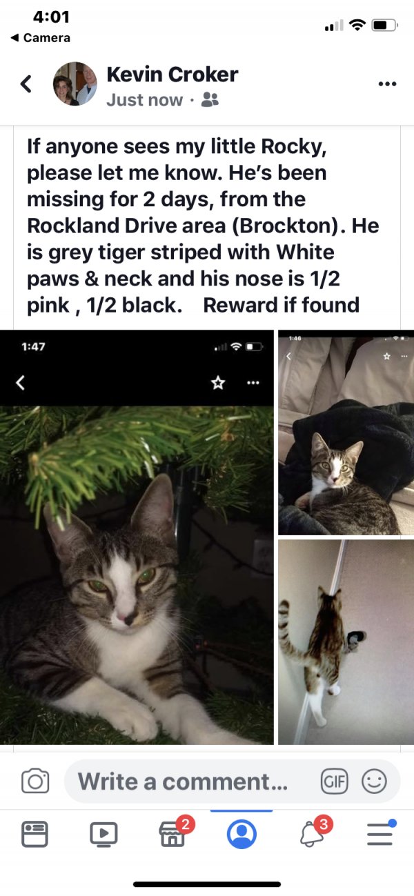 Safe Cat in Brockton, MA
