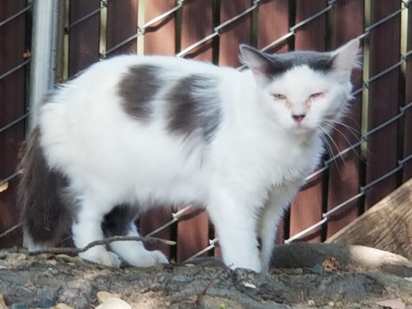 Safe Cat in Rancho Cordova, CA