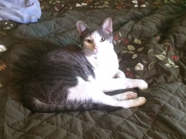 Safe Domestic Short Hair in Swanton, OH