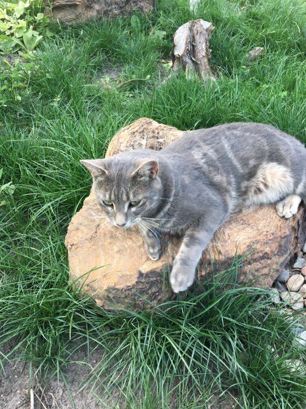 Safe Cat in Monument, CO