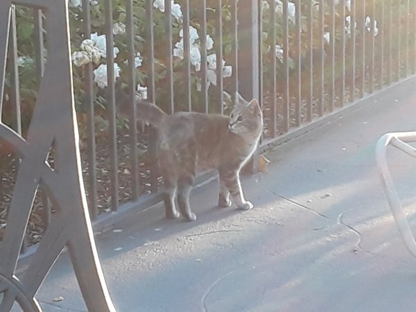 Safe Cat in Garden Grove, CA