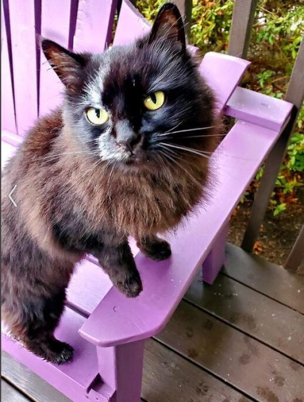 Safe Cat in Tacoma, WA