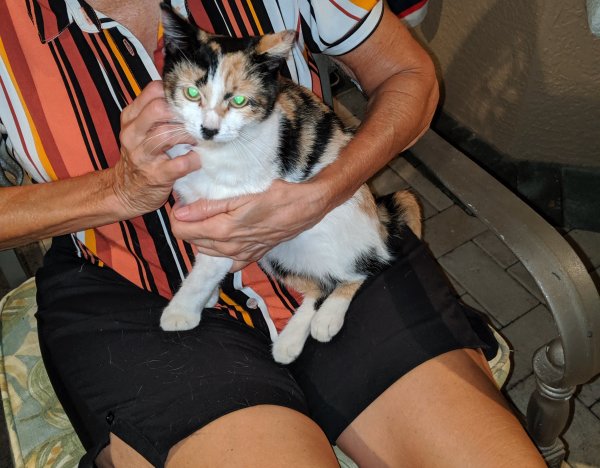 Safe Cat in Naples, FL