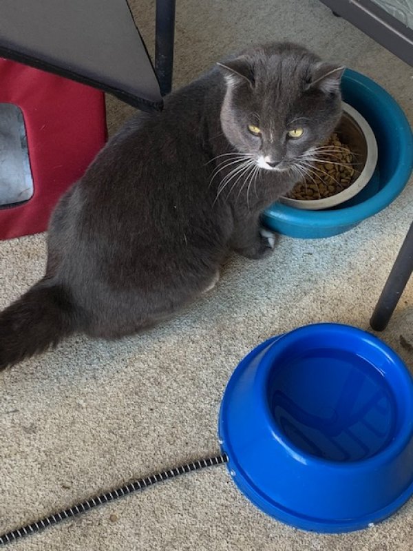 Safe Domestic Short Hair in Greenwood, IN