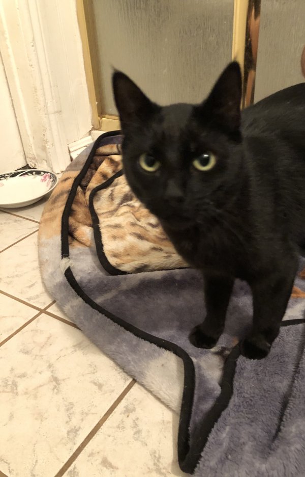 Safe Cat in Rowland Heights, CA