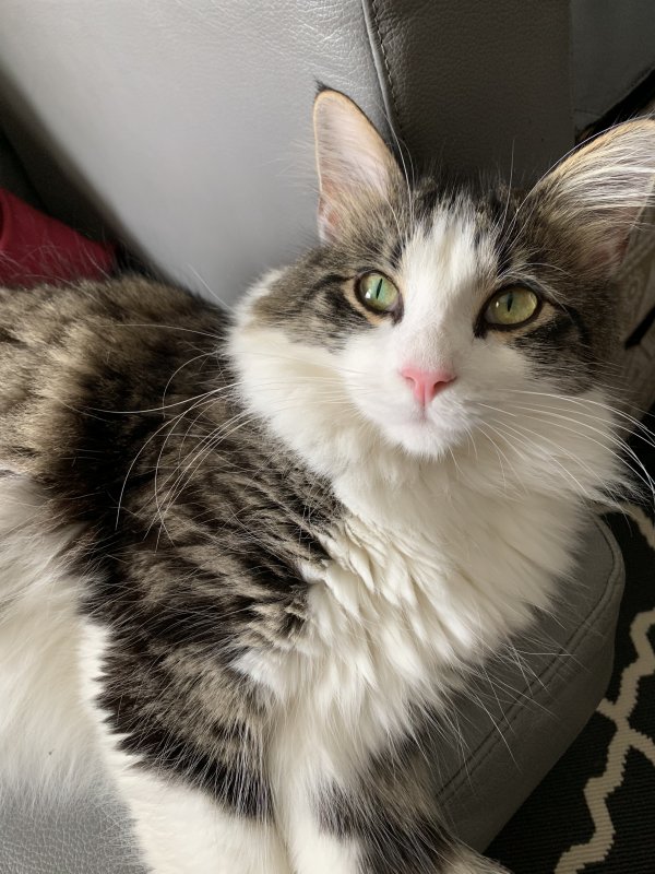Safe Maine Coon in Farmingdale, NY
