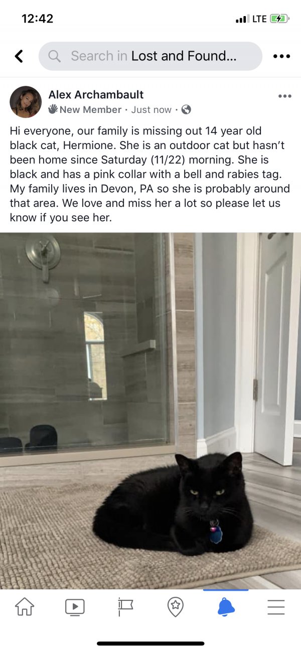 Safe Cat in Devon, PA