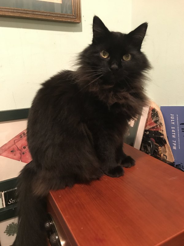 Safe Maine Coon in Great Neck, NY