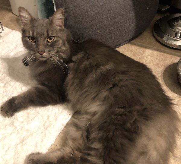 Safe Domestic Long Hair in Woodland Hills, CA