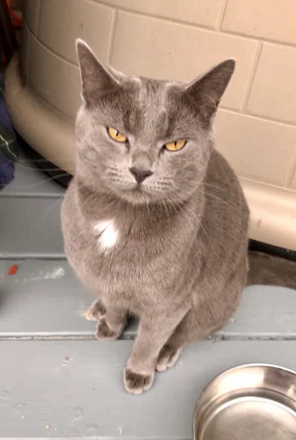 Safe Cat in Raleigh, NC