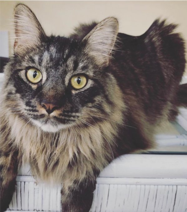 Safe Maine Coon in Ellicott City, MD