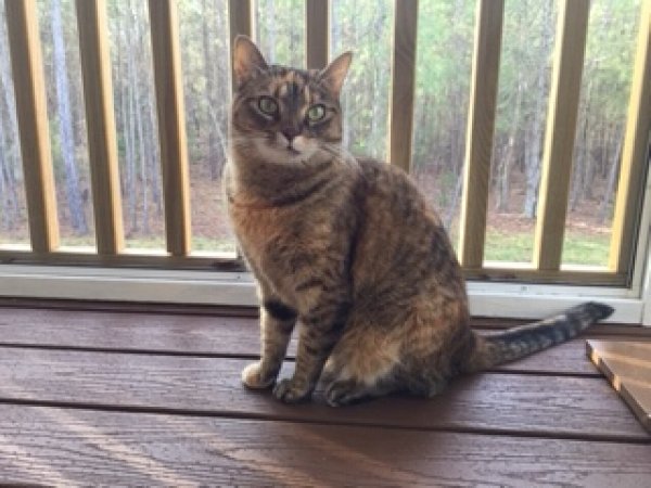 Safe Domestic Short Hair in Carrboro, NC