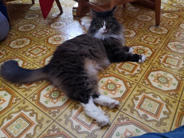 Safe Domestic Long Hair in Scottsville, NY