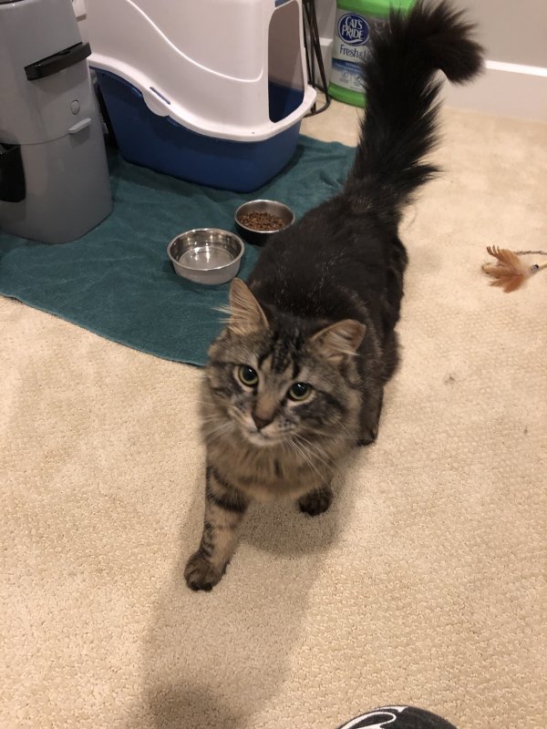 Safe Maine Coon in Natick, MA