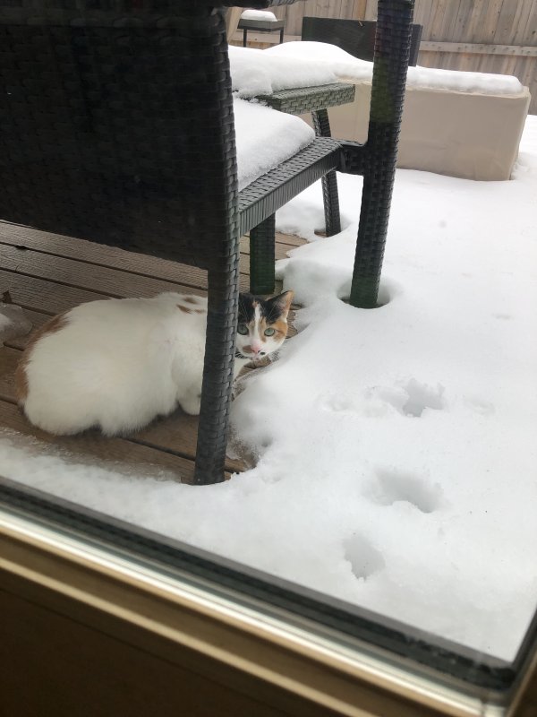 Safe Cat in Ann Arbor, MI