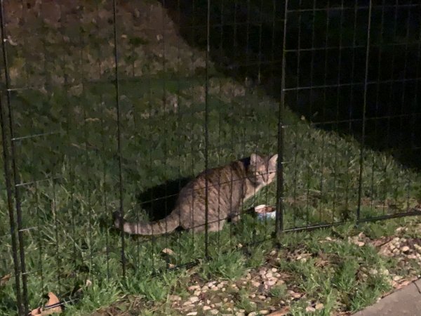 Safe Cat in Durham, NC