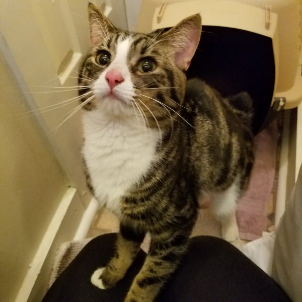 Safe Cat in Rochester, NY