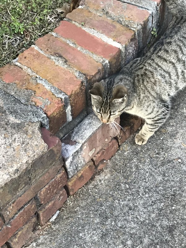 Safe Cat in Columbia, SC