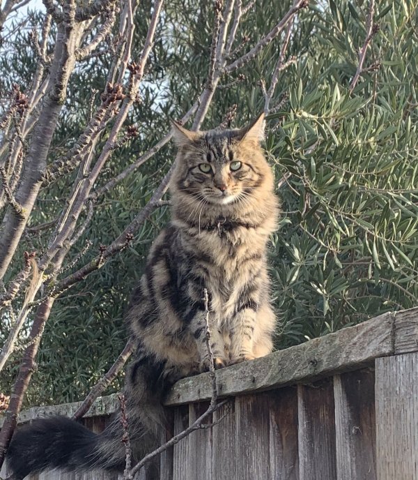 Safe Maine Coon in San Ramon, CA