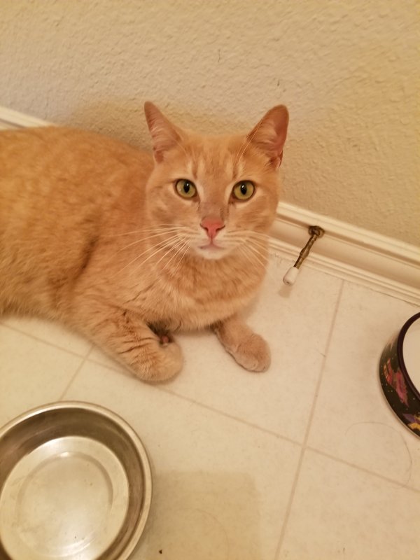 Safe Domestic Short Hair in Plano, TX
