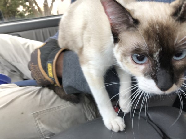 Safe Siamese in Helotes, TX