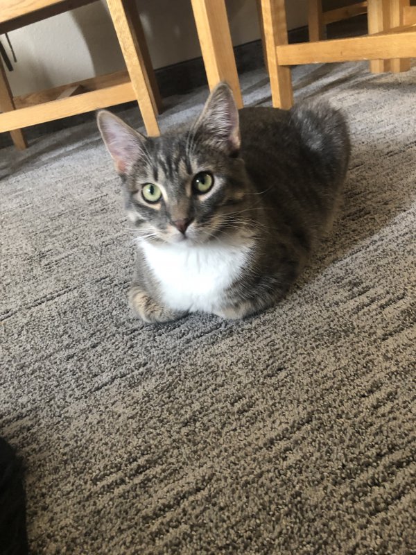 Safe Domestic Short Hair in Boise, ID